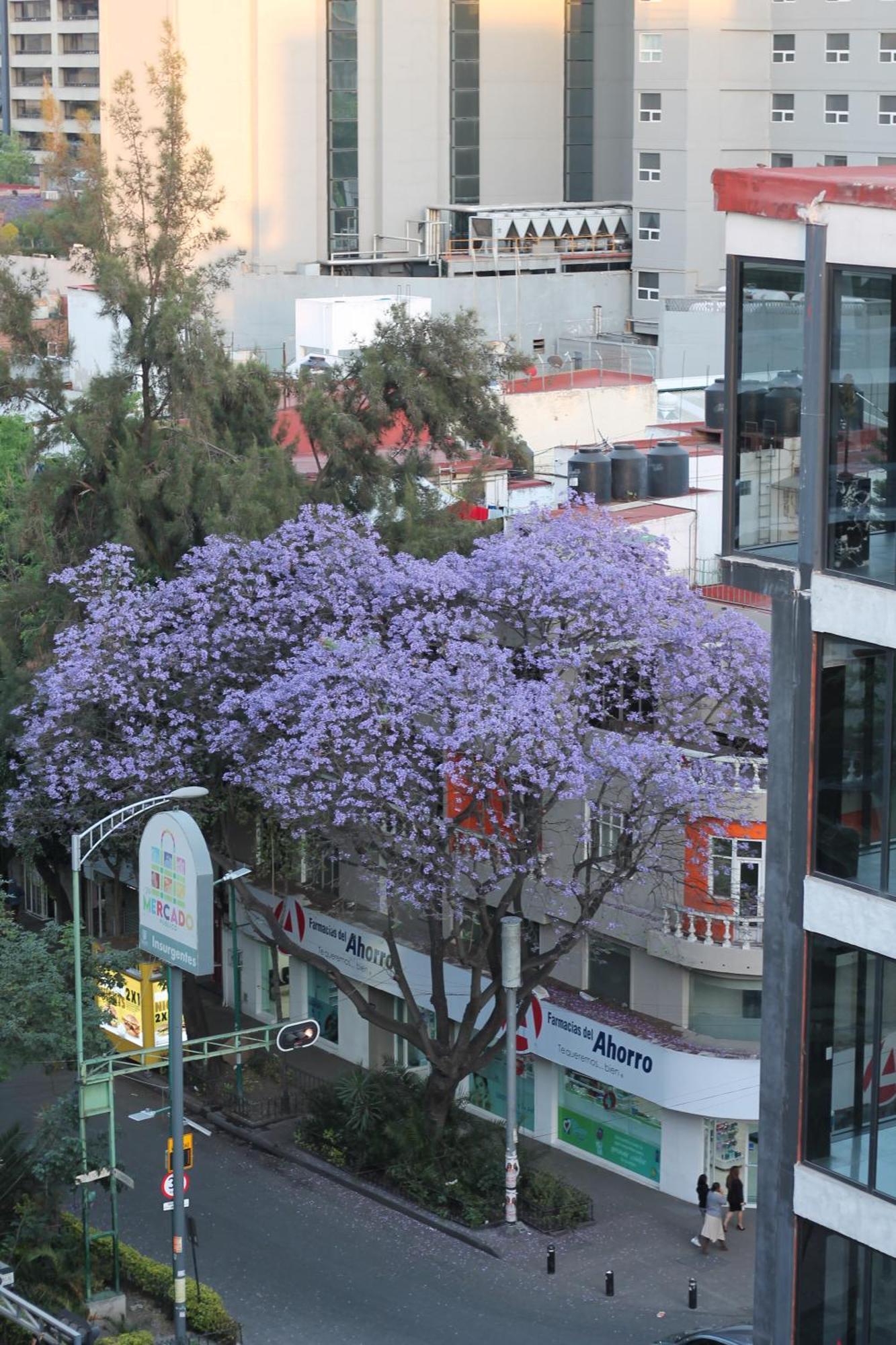 Triver Coliving Mexico City Luaran gambar